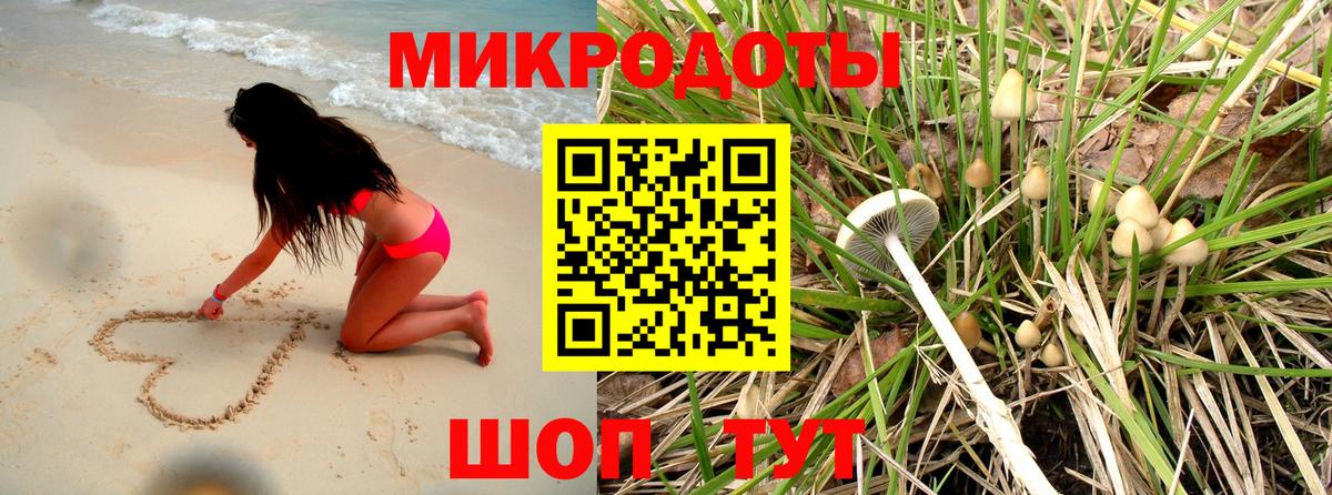 Псилоцибиновые грибы Psilocybe Великие Луки